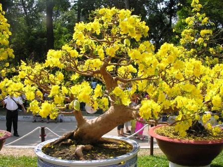 Làng mai Phước Định cung ứng trên 3.000 cây mai cho Tết